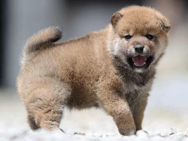 AI5I9445-3393puppy AI5I9445-3393puppy