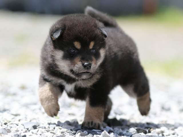AI5I9522-3394puppy AI5I9522-3394puppy