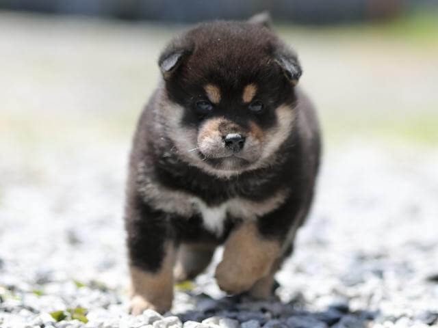 AI5I9537-3394puppy AI5I9537-3394puppy