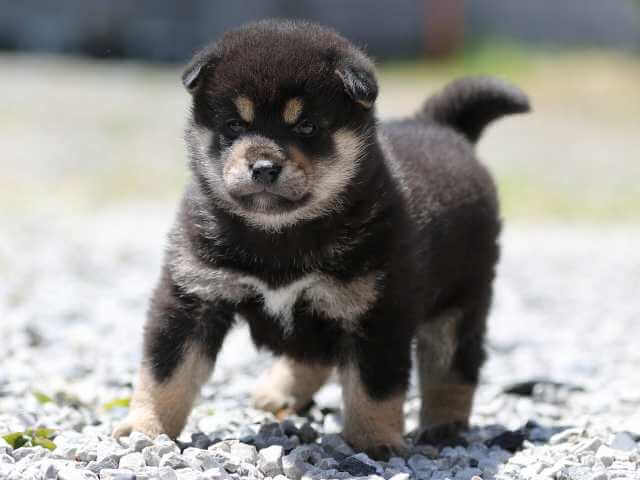 AI5I9550-3394puppy AI5I9550-3394puppy