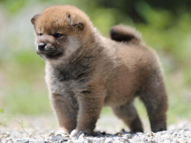 AI5I9574-3393puppy AI5I9574-3393puppy