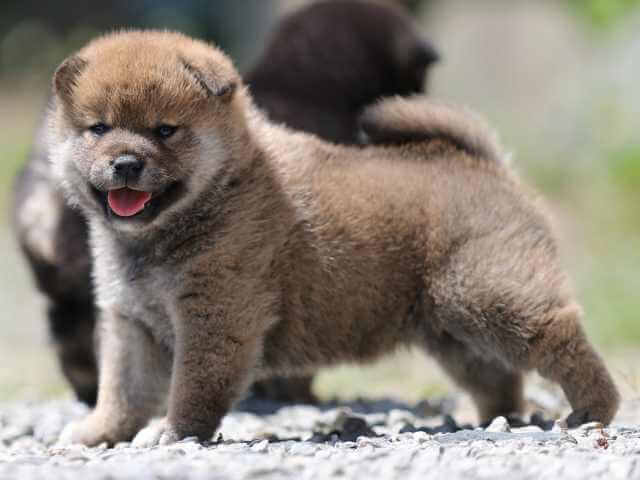 AI5I9593-3393puppy AI5I9593-3393puppy