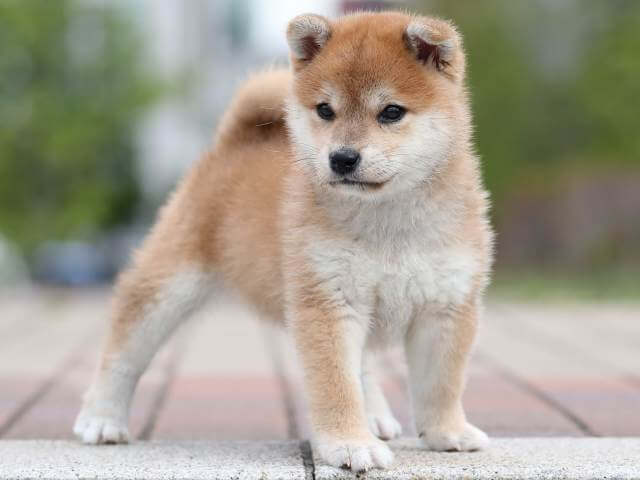 AI5I9798-3391puppy AI5I9798-3391puppy