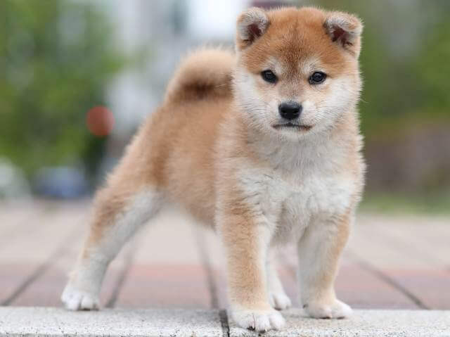 AI5I9801-3391puppy AI5I9801-3391puppy