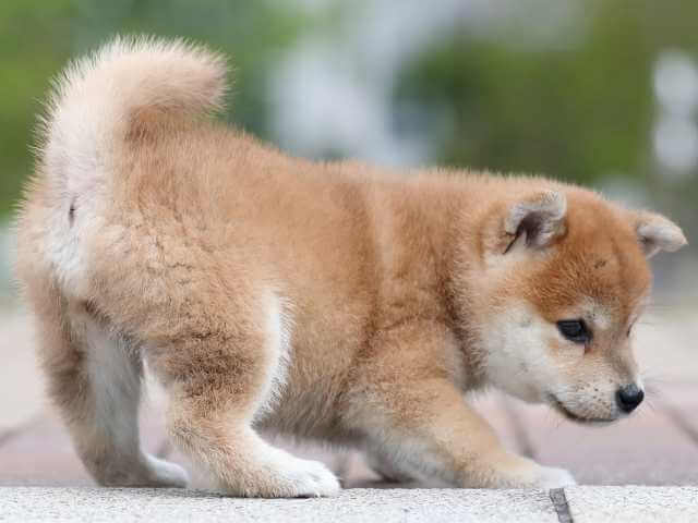 AI5I9806-3391puppy AI5I9806-3391puppy