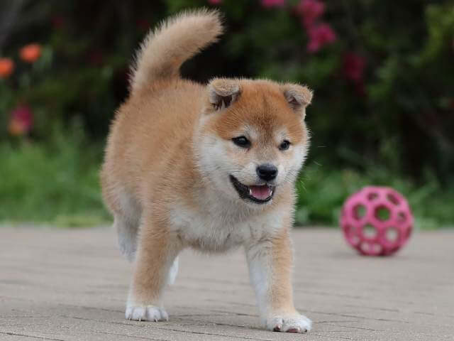 AI5I9961-3391puppy AI5I9961-3391puppy