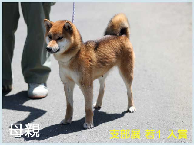 錦鈴桜号 錦鈴桜号