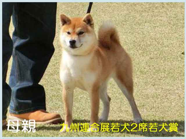 純犬真留姫号 純犬真留姫号
