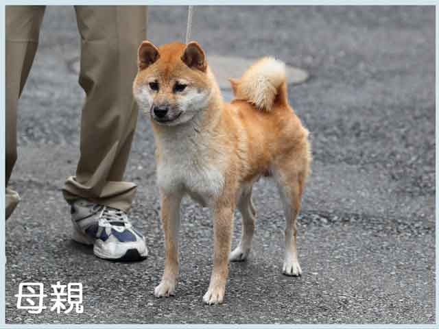 山の琴美号 山の琴美号