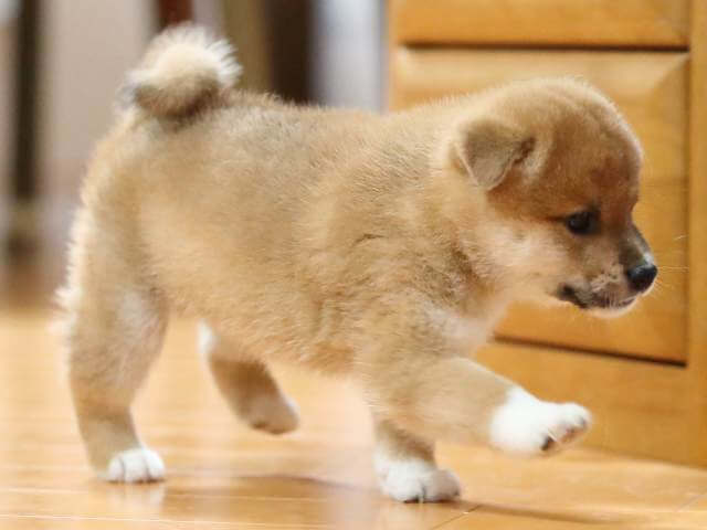 AI5I3136-3424 AI5I3136-3424