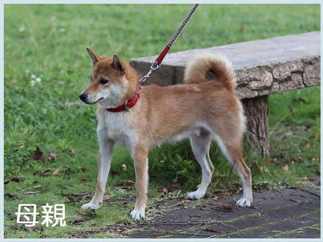 鴻漸の豊美号 鴻漸の豊美号