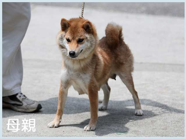 伊予小町号 伊予小町号