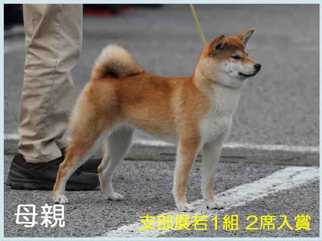夏花号 夏花号