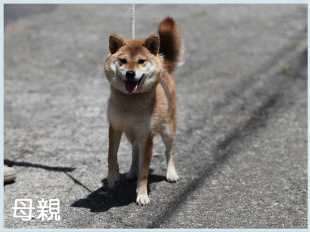 那須ノ亜胡号 那須ノ亜胡号