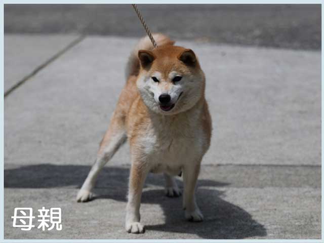 菊花姫号 菊花姫号