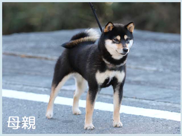皇鈴乃奈々号 皇鈴乃奈々号