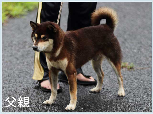 若波の仙王号 若波の仙王号