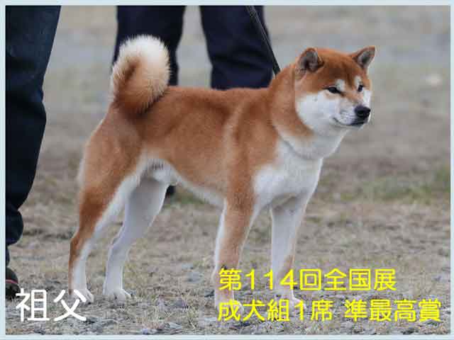 純犬の福龍号祖父