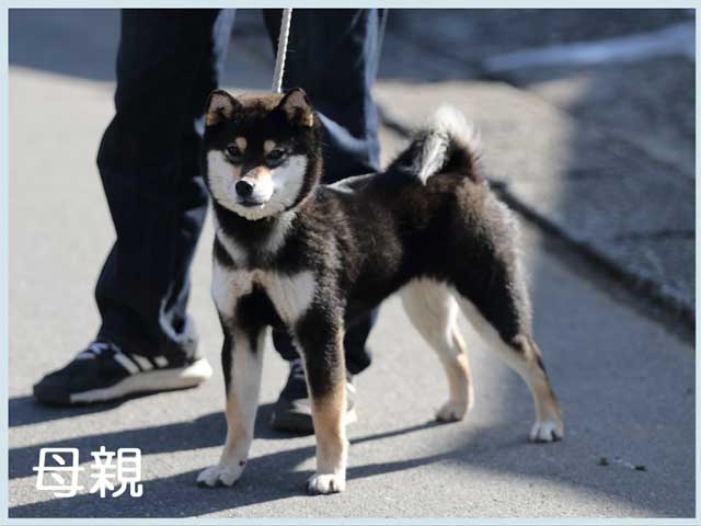 春秋菜々子号 春秋菜々子号
