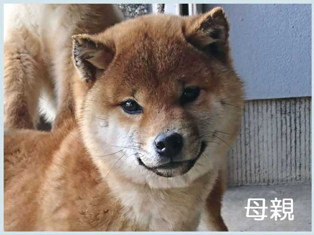 純犬の心号 純犬の心号