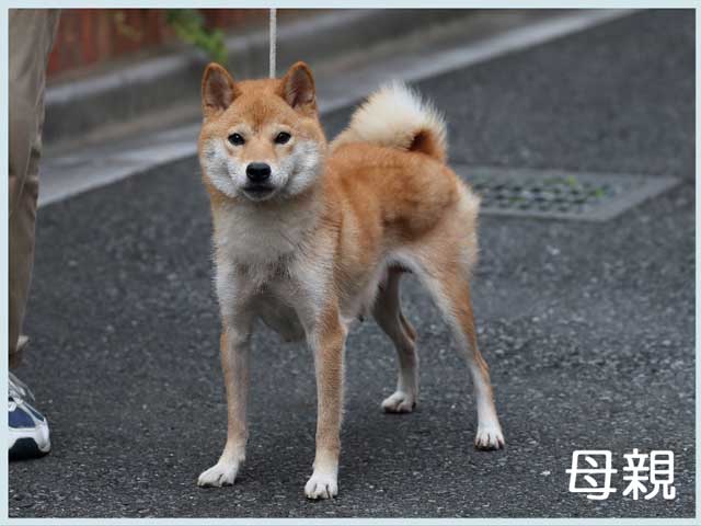 山の葉月号1 山の葉月号1