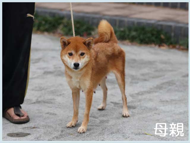 松桜号 松桜号