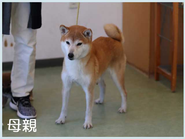 京の菱姫号 京の菱姫号