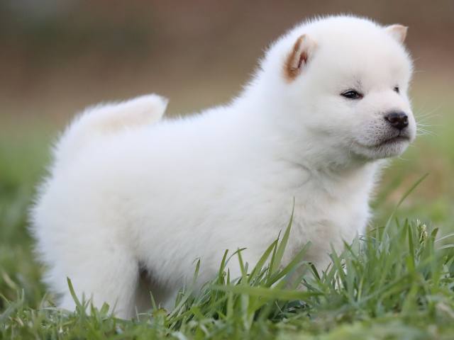 AI5I3436-3559 AI5I3436-3559