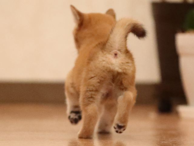 AI5I6635-3567 AI5I6635-3567