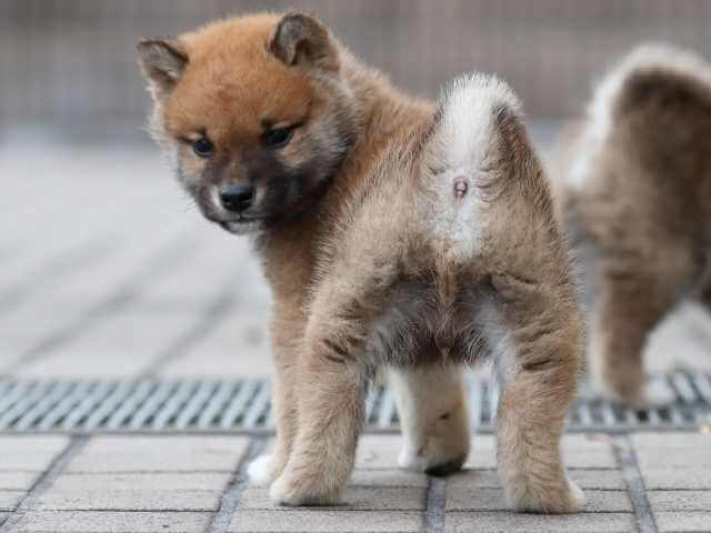 AI5I9080-3565 AI5I9080-3565