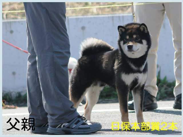 創華の黒誉号 創華の黒誉号