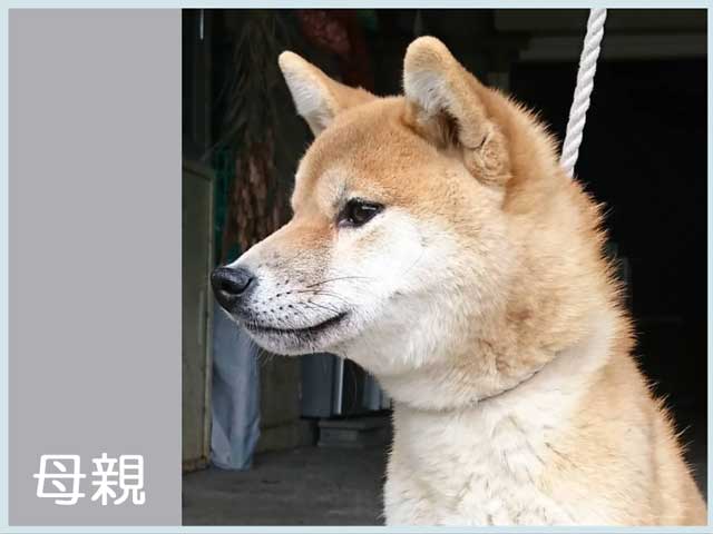 朧の奈々美号 朧の奈々美号