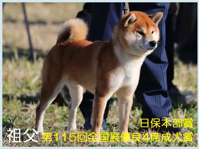 豊後光真留号祖父 豊後光真留号祖父