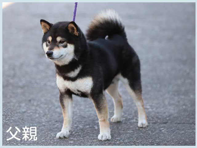 仁の嵐丸号 仁の嵐丸号