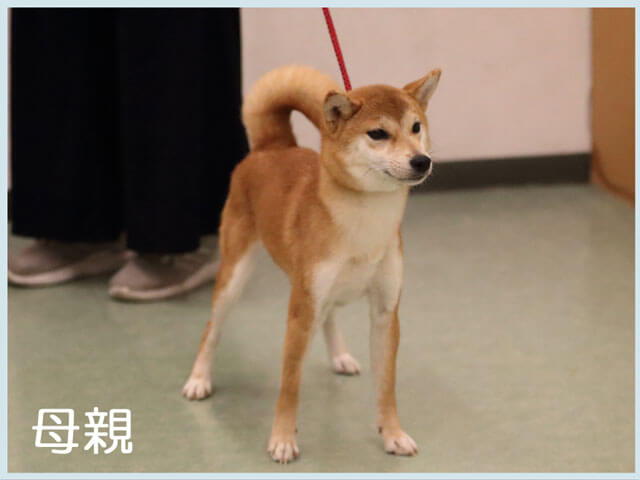 鴻漸の凪号 鴻漸の凪号
