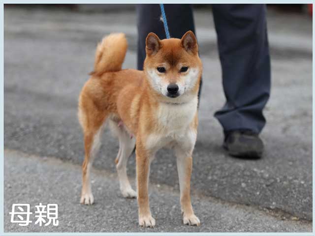 源のまり姫号 源のまり姫号