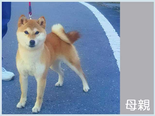 皇鈴の七奴号 皇鈴の七奴号