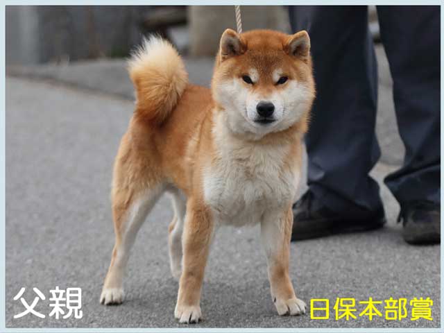 聖の紅作号 聖の紅作号