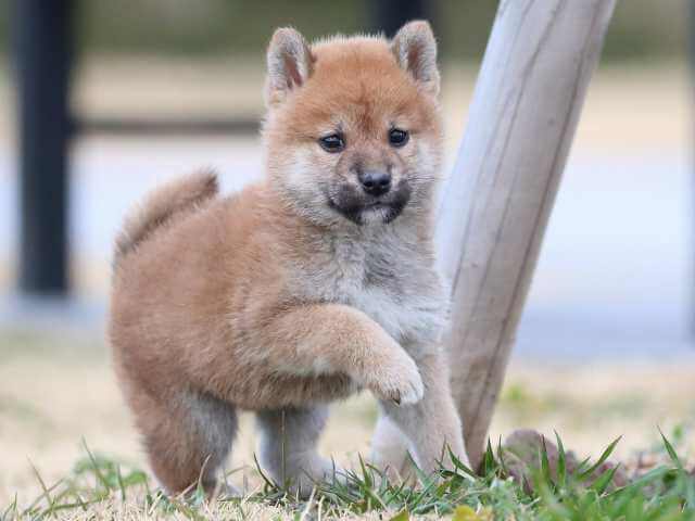 AI5I8535-3601 AI5I8535-3601