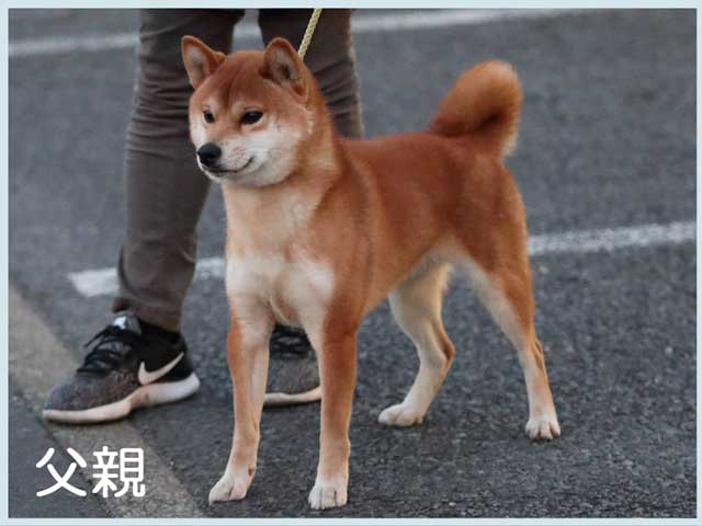 鴻漸の沙介号 鴻漸の沙介号
