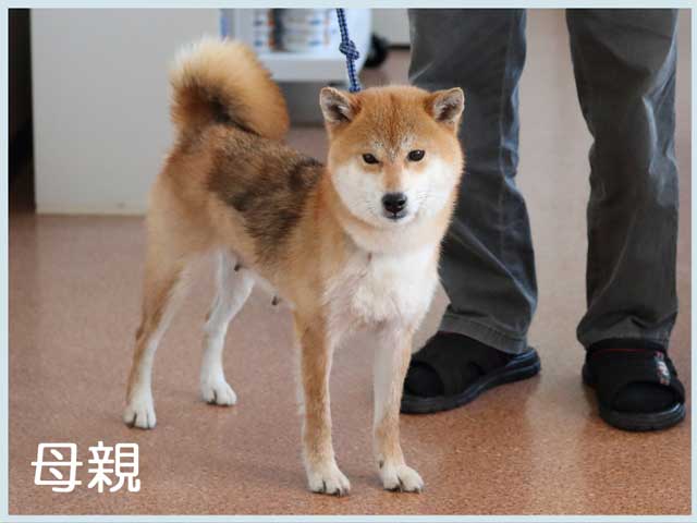 瀬戸の織姫号 瀬戸の織姫号