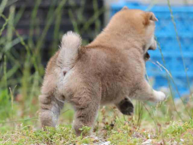 AI5I6365-3654 AI5I6365-3654