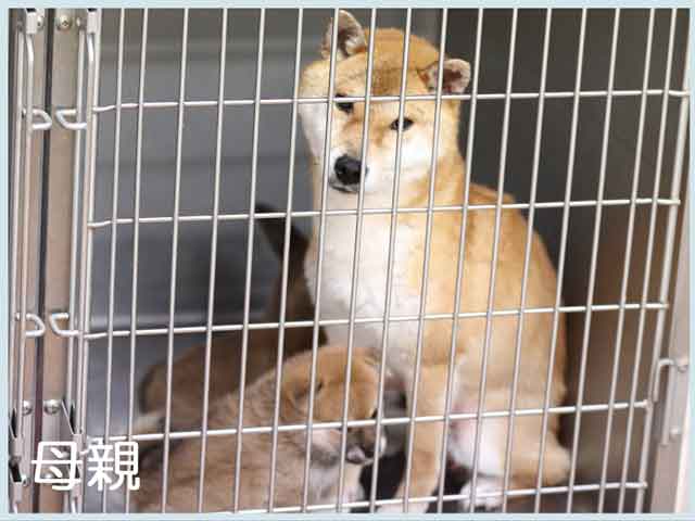 櫻姫号 櫻姫号
