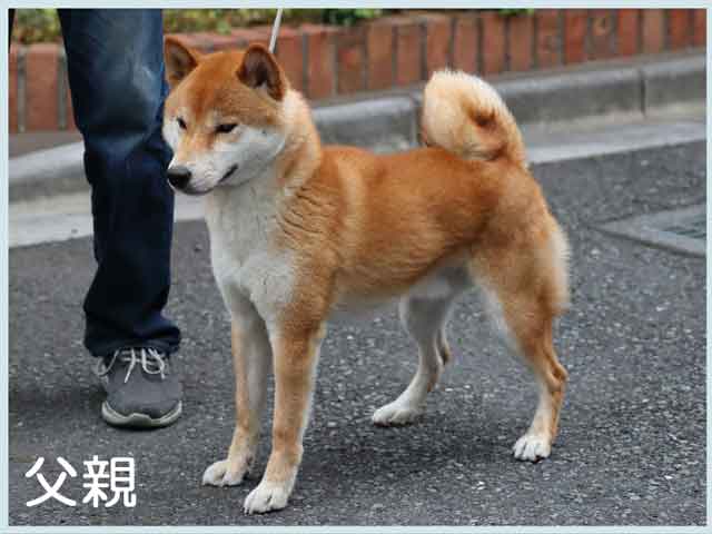 峰之風神号 峰之風神号