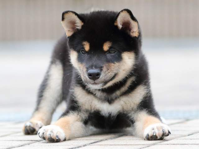 AI5I8042-3677黒オス AI5I8042-3677黒オス