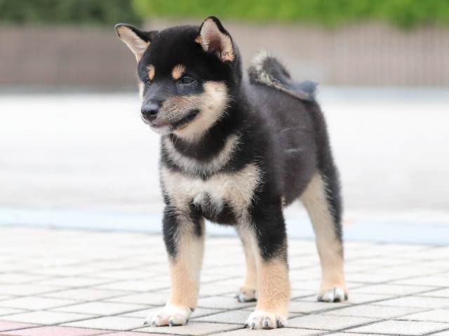 AI5I8006-3677黒オス AI5I8006-3677黒オス