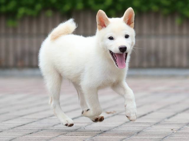 AI5I7658-3673白オス AI5I7658-3673白オス