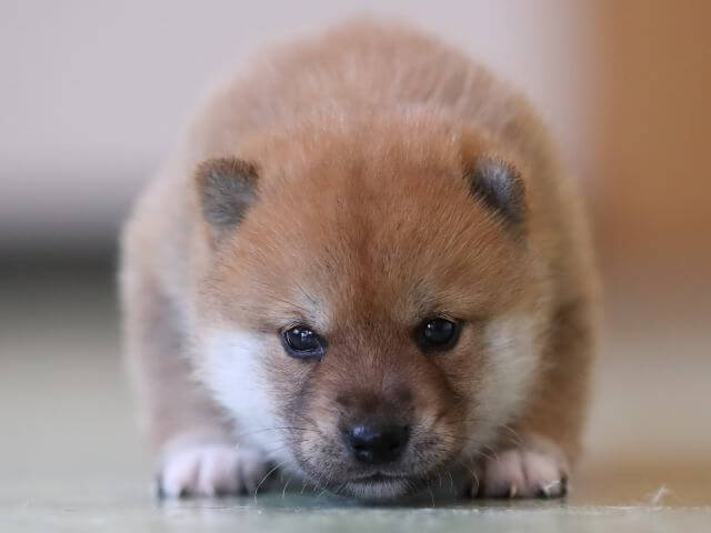 AI5I3372-3699赤オス AI5I3372-3699赤オス