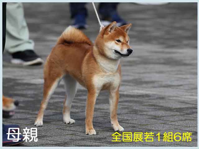 皇鈴の犬美号 皇鈴の犬美号