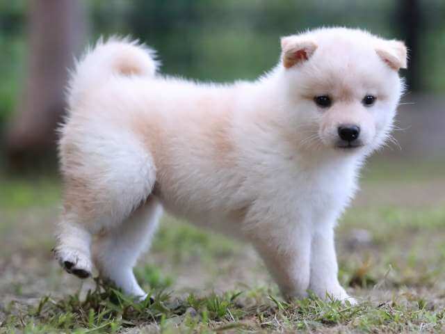 AI5I0873-3721白メス AI5I0873-3721白メス
